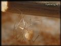 Spermophora sp.